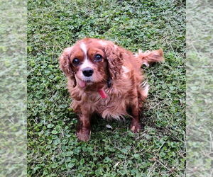 Cavalier King Charles Spaniel Dogs for adoption in Mukwonago, WI, USA