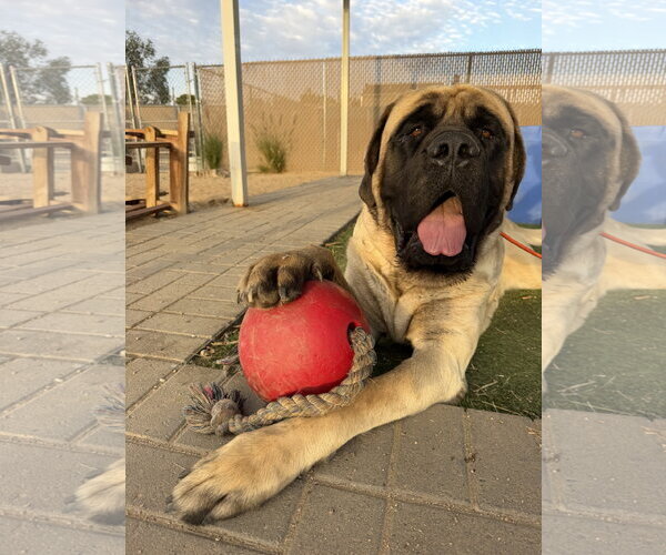 Medium Photo #4 Mutt Puppy For Sale in Goodyear, AZ, USA