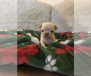 Medium French Bulldog