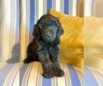 Puppy 1 Goldendoodle