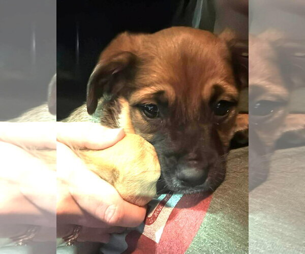 Medium Photo #4 German Shepherd Dog-Unknown Mix Puppy For Sale in Hinton, WV, USA