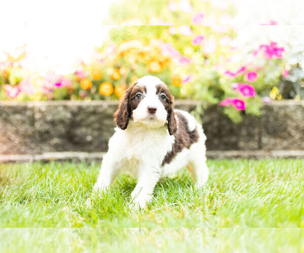 Medium Photo #3 Springerdoodle Puppy For Sale in NAPPANEE, IN, USA