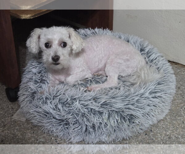 Medium Photo #2 Bichon Frise-Unknown Mix Puppy For Sale in Spring, TX, USA