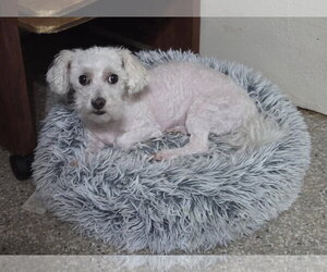 Wrigley - Male Bichon Frise-Unknown Mix Dog for Adoption - Photo #2