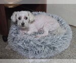 Small #1 Bichon Frise Mix