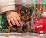 Small Photo #4 Yorkshire Terrier Puppy For Sale in SAFFORD, AZ, USA