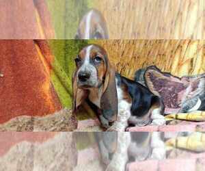 Basset Hound Puppy for sale in SALEM, WV, USA