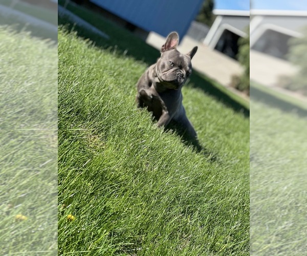 Medium Photo #1 French Bulldog Puppy For Sale in PASCO, WA, USA