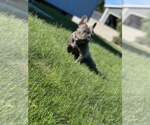 Father of the French Bulldog puppies born on 07/24/2026