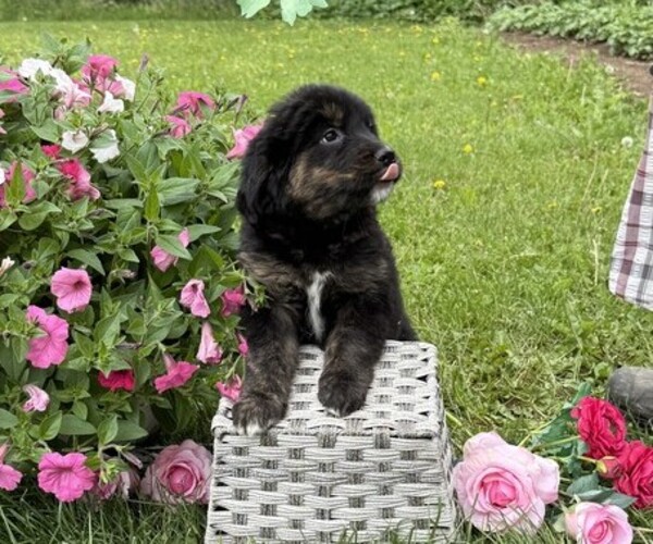 Medium Photo #2 Golden Retriever Puppy For Sale in THORP, WI, USA