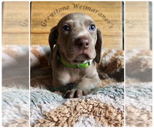 Weimaraner Puppy for Sale in PORTER, Minnesota USA