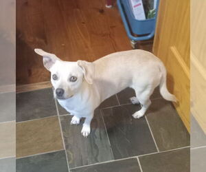 Chiweenie Dogs for adoption in Tracy City, TN, USA