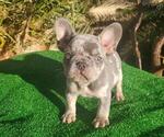 Small Photo #3 French Bulldog Puppy For Sale in N LAS VEGAS, NV, USA