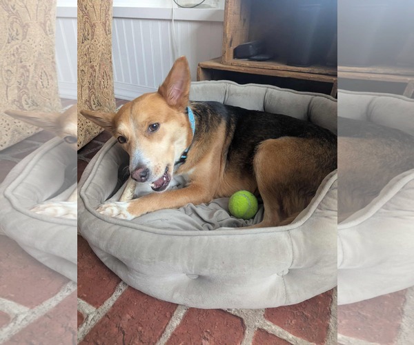 Medium Photo #1 Beagle-Border Collie Mix Puppy For Sale in Mechanicsburg, PA, USA