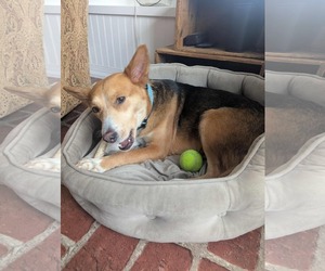 Beagle-Border Collie Mix Dogs for adoption in Mechanicsburg, PA, USA