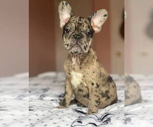 French Bulldog Puppy for sale in MORGANVILLE, NJ, USA