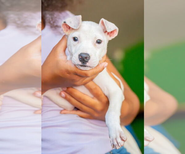 Medium Photo #15 Mutt Puppy For Sale in Holly Springs, NC, USA