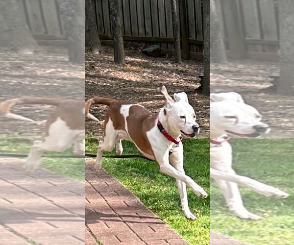 Medium Photo #11 Mutt Puppy For Sale in Atlanta, GA, USA