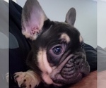 Small Photo #21 French Bulldog Puppy For Sale in DALLAS, NC, USA