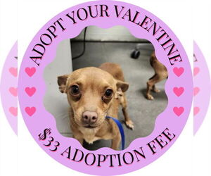 Chipin Dogs for adoption in Santa Cruz, CA, USA