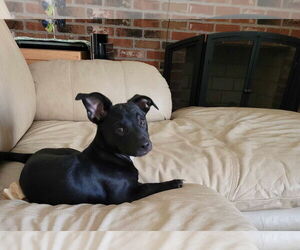 Maltador Dogs for adoption in pomfret, CT, USA