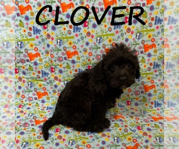 Medium Photo #2 Schnoodle (Miniature) Puppy For Sale in HARTLAND, MN, USA