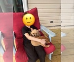 Small #25 French Bulldog