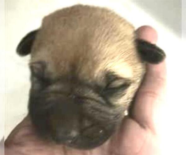 Medium Photo #1 Mutt Puppy For Sale in Houston, TX, USA