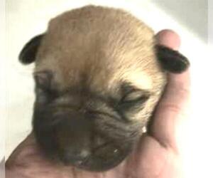 Mutt Dogs for adoption in Houston, TX, USA