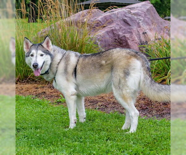 Medium Photo #1 Siberian Husky Puppy For Sale in Omaha, NE, USA