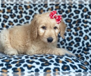 Goldendoodle Puppy for sale in LAKELAND, FL, USA