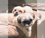 Small Photo #1 Shih Tzu-Shorkie Tzu Mix Puppy For Sale in GRANITE QRY, NC, USA