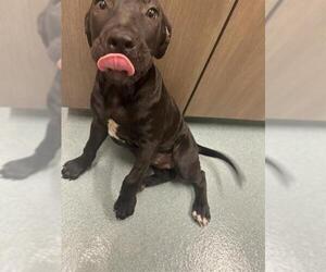 Mutt Dogs for adoption in Baytown, TX, USA