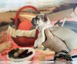Puppy 5 French Bulldog