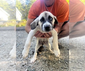 Mutt Dog for Adoption in SALISBURY, North Carolina USA