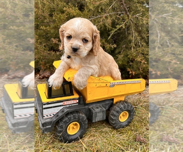 Medium Photo #2 Cocker Spaniel Puppy For Sale in MIDDLEBURY, IN, USA
