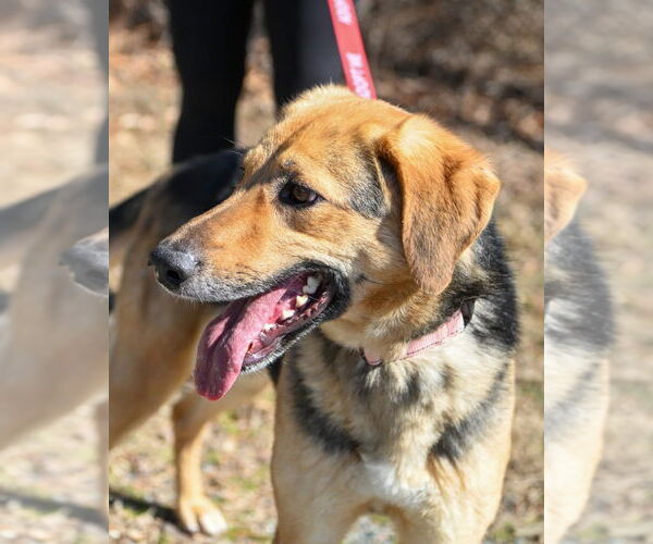 Medium Photo #3 Mutt Puppy For Sale in Glen Allen, VA, USA