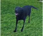 Small Photo #1 Labrador Retriever Puppy For Sale in CATO, NY, USA