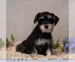 Small #3 Schnauzer (Miniature)