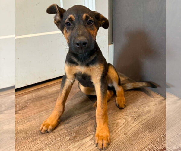 Medium Photo #6 German Shepherd Dog-Unknown Mix Puppy For Sale in Canton, CT, USA