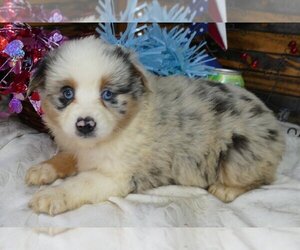 Miniature Australian Shepherd Puppy for Sale in BORING, Oregon USA
