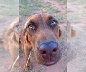 June Carter - Female Golden Shepherd Dog for Adoption - Photo #15