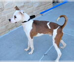 Small #21 Mutt