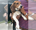 Small #1 Beagle