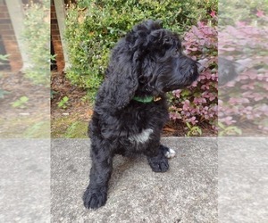 Bernedoodle Puppy for sale in AND, SC, USA