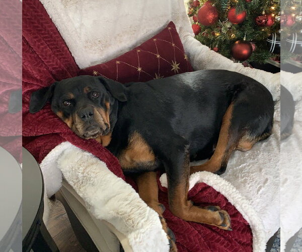 Medium Photo #1 Rottweiler Puppy For Sale in Brooklyn Center, MN, USA