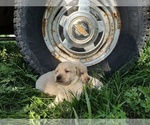 Small Photo #8 Labrador Retriever Puppy For Sale in BURLINGTON, CO, USA