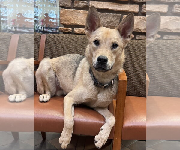 Medium Photo #4 Mutt Puppy For Sale in Chandler, AZ, USA