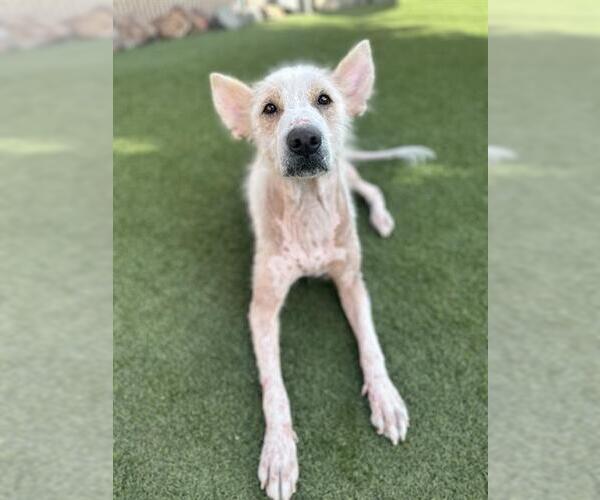 Medium Photo #2 German Shepherd Dog Puppy For Sale in Chula Vista, CA, USA