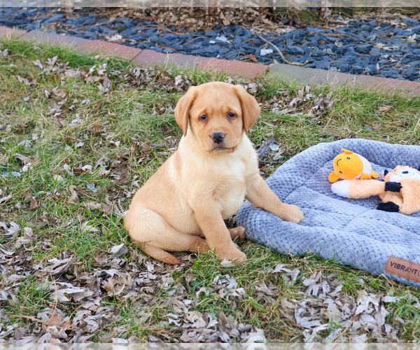 Medium Photo #21 Labrador Retriever Puppy For Sale in SYRACUSE, IN, USA